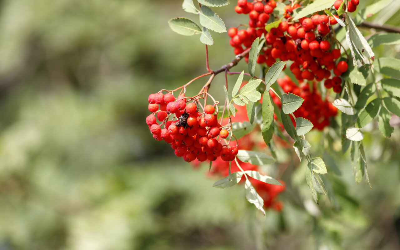 Rowan berries on a tree