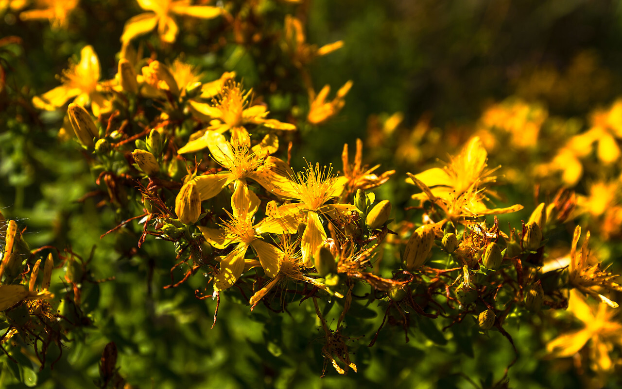 yellow tree blossoms