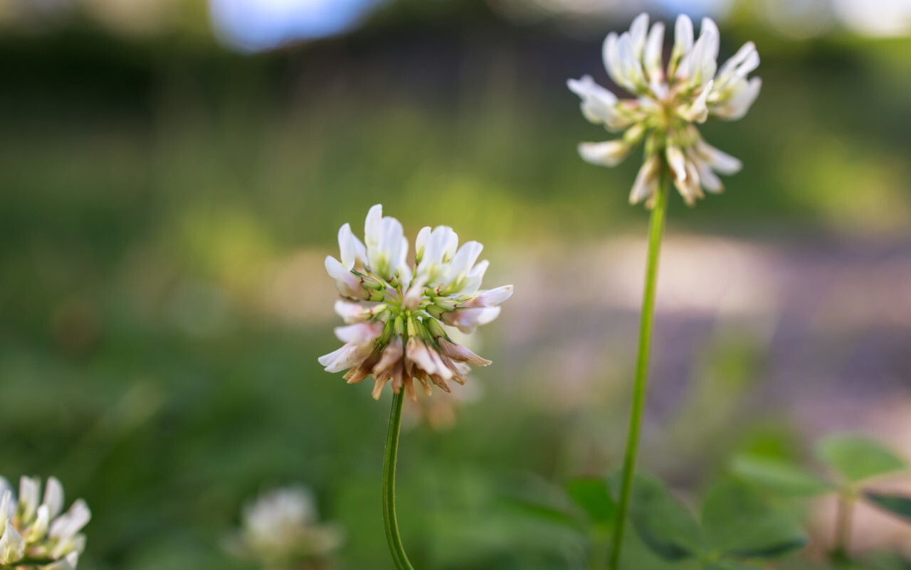 Trifolium repens, the white clover or Dutch clover, Ladino clover, or Ladino