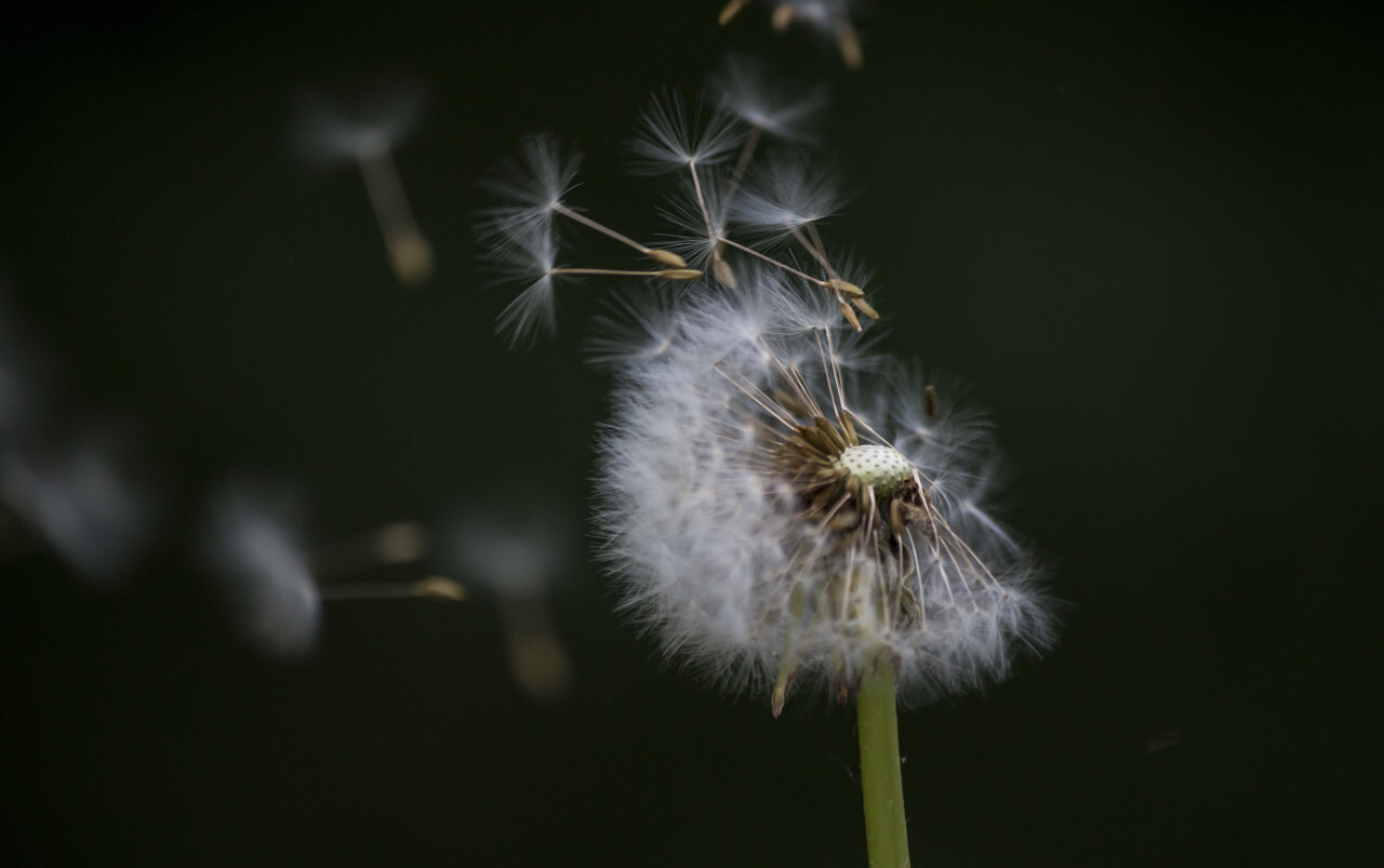 blowball in the wind