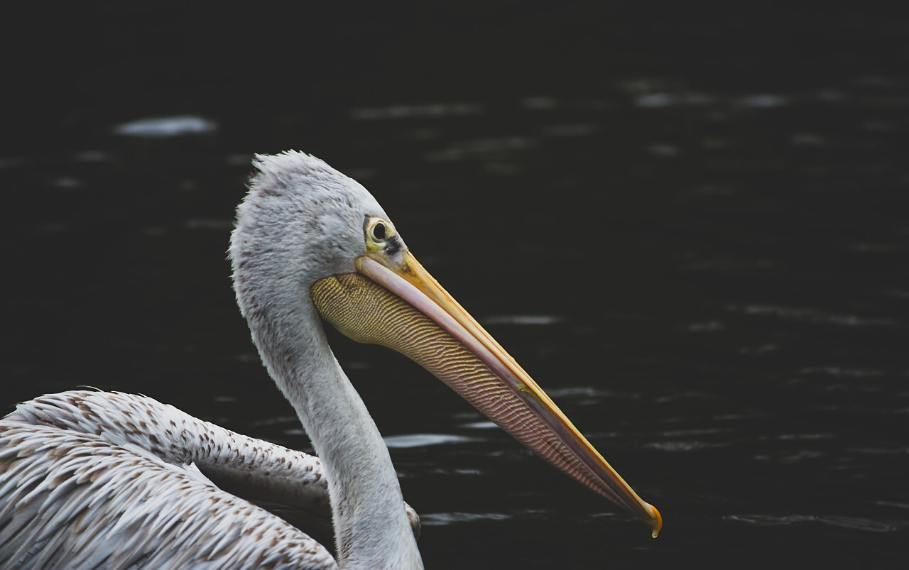 pelican portrait