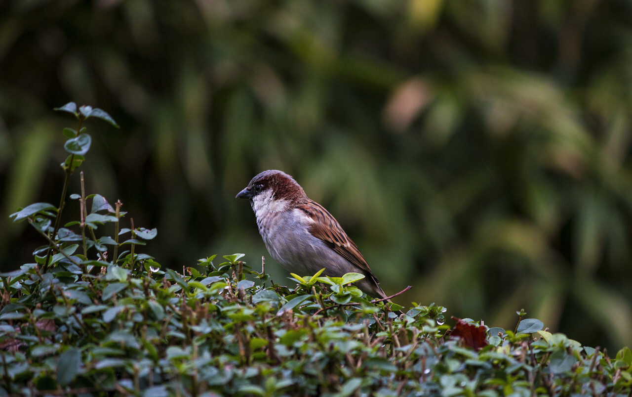 sparrow sitting in green