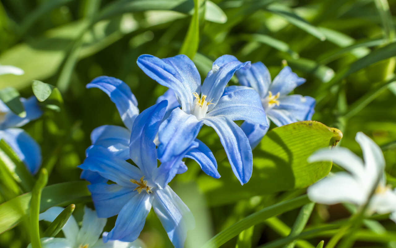 blue lily flowers