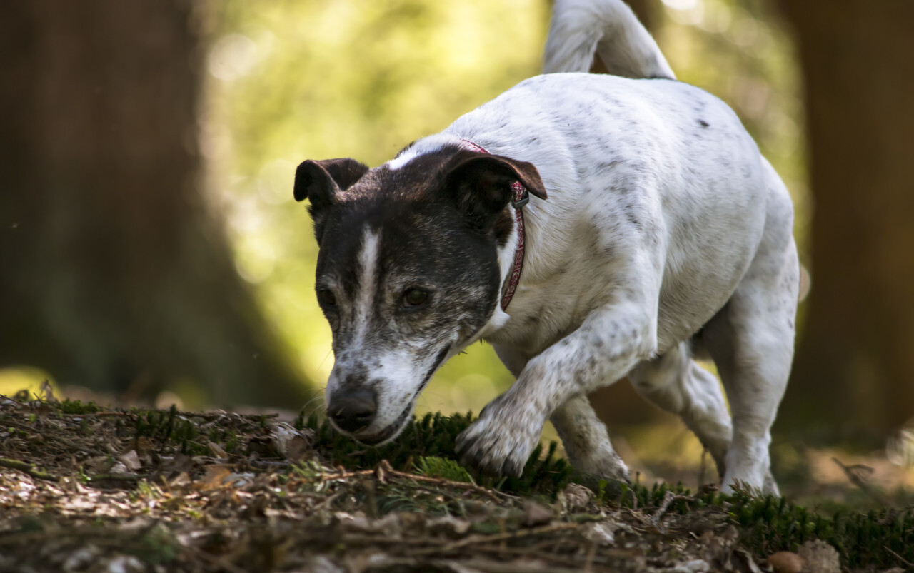 jack russell terrier in a forest