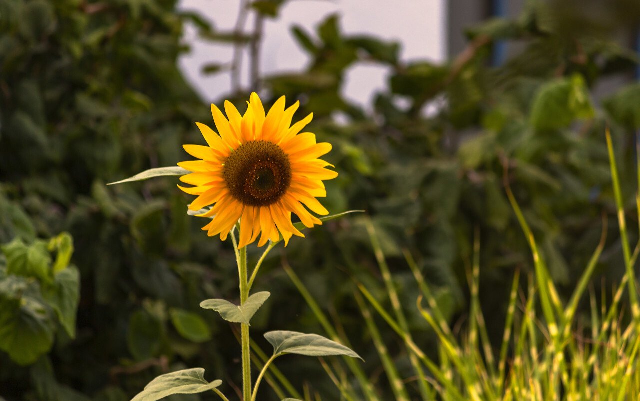 sunflower in the  garden