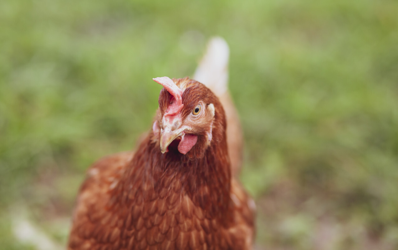 Young brown Rhode Island Red hen walking on green grass