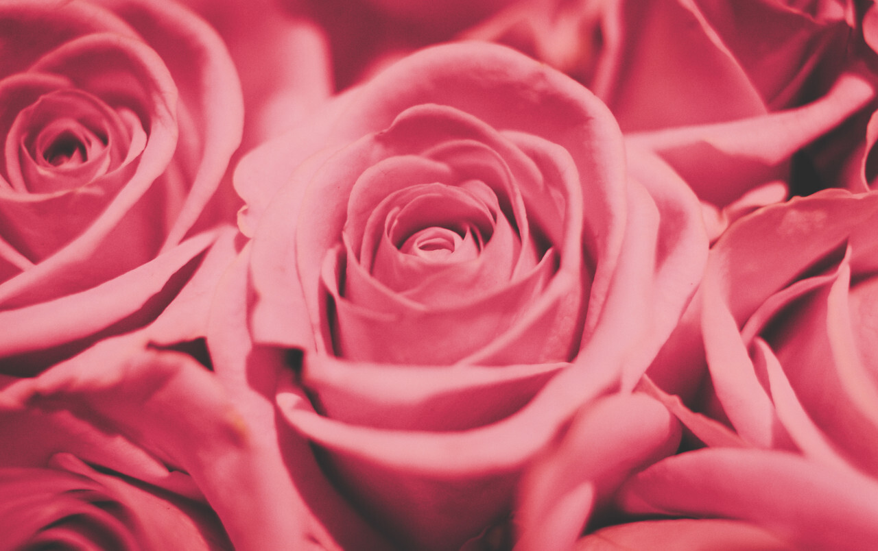 Pink roses Background