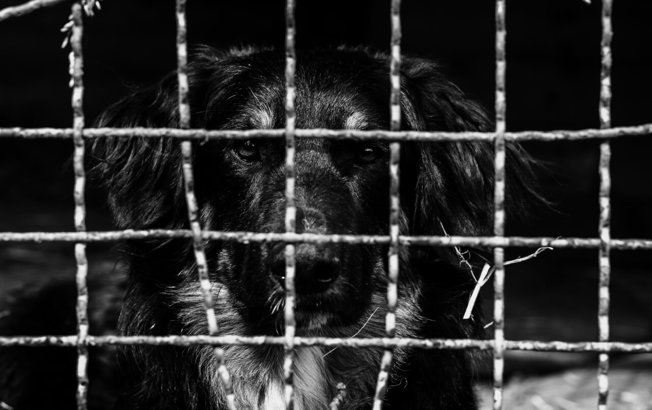 Sadder lonely dog in cage