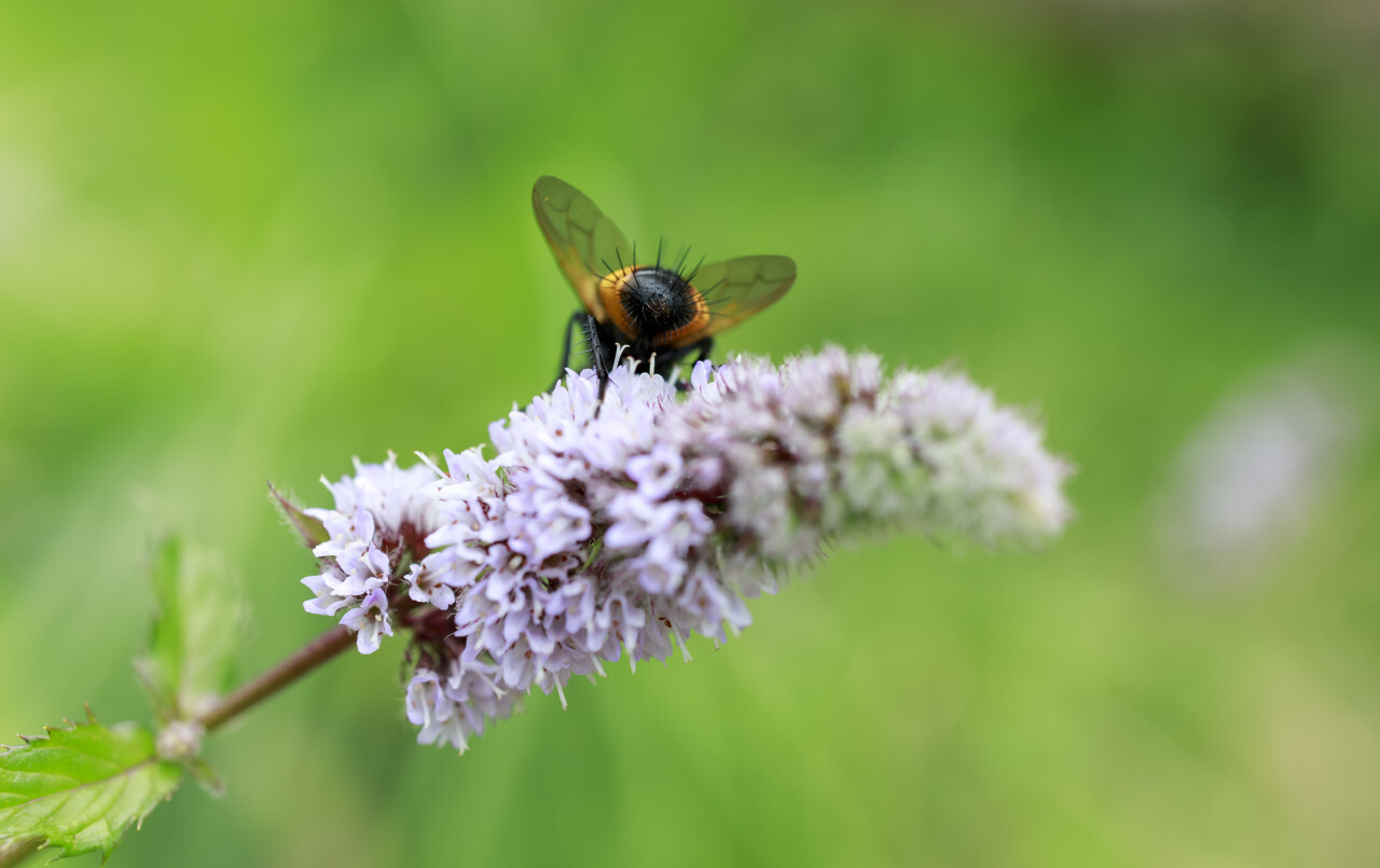 Tachinid fly from behind on a flower of a peppermint