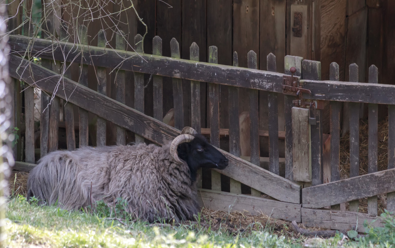 Suffolk Sheep