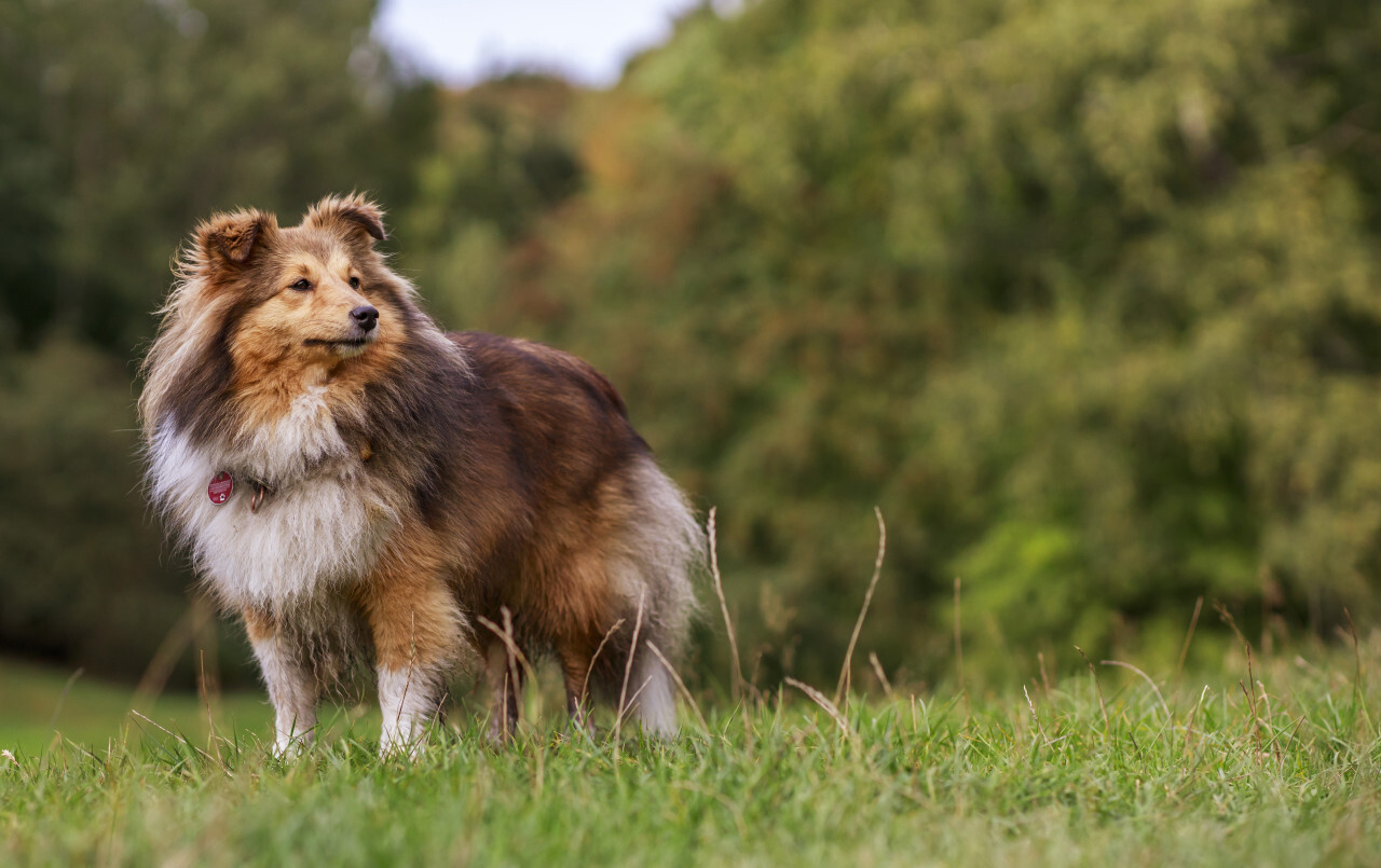 Shetland Sheepdog on a meadow