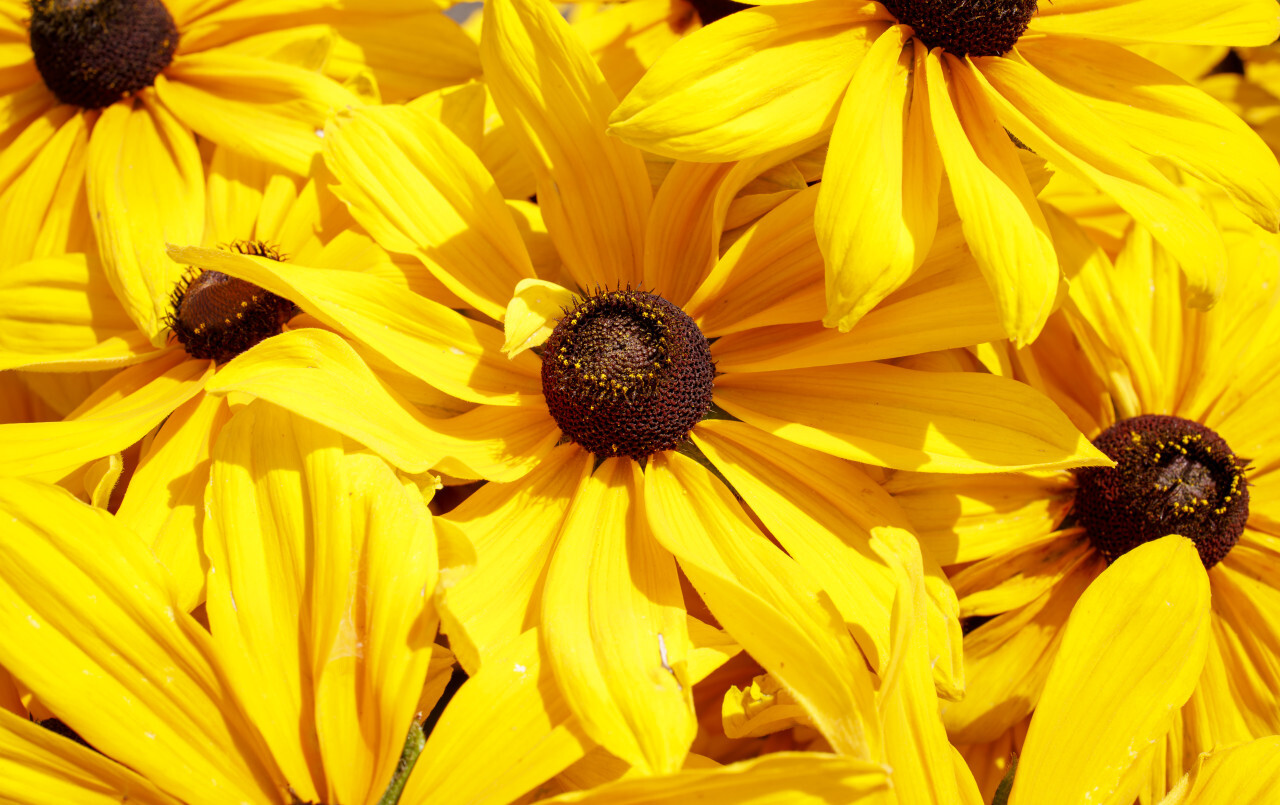 Yellow Rudbeckia background