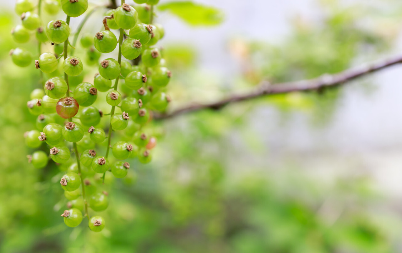 Currants ripen in the summer sun