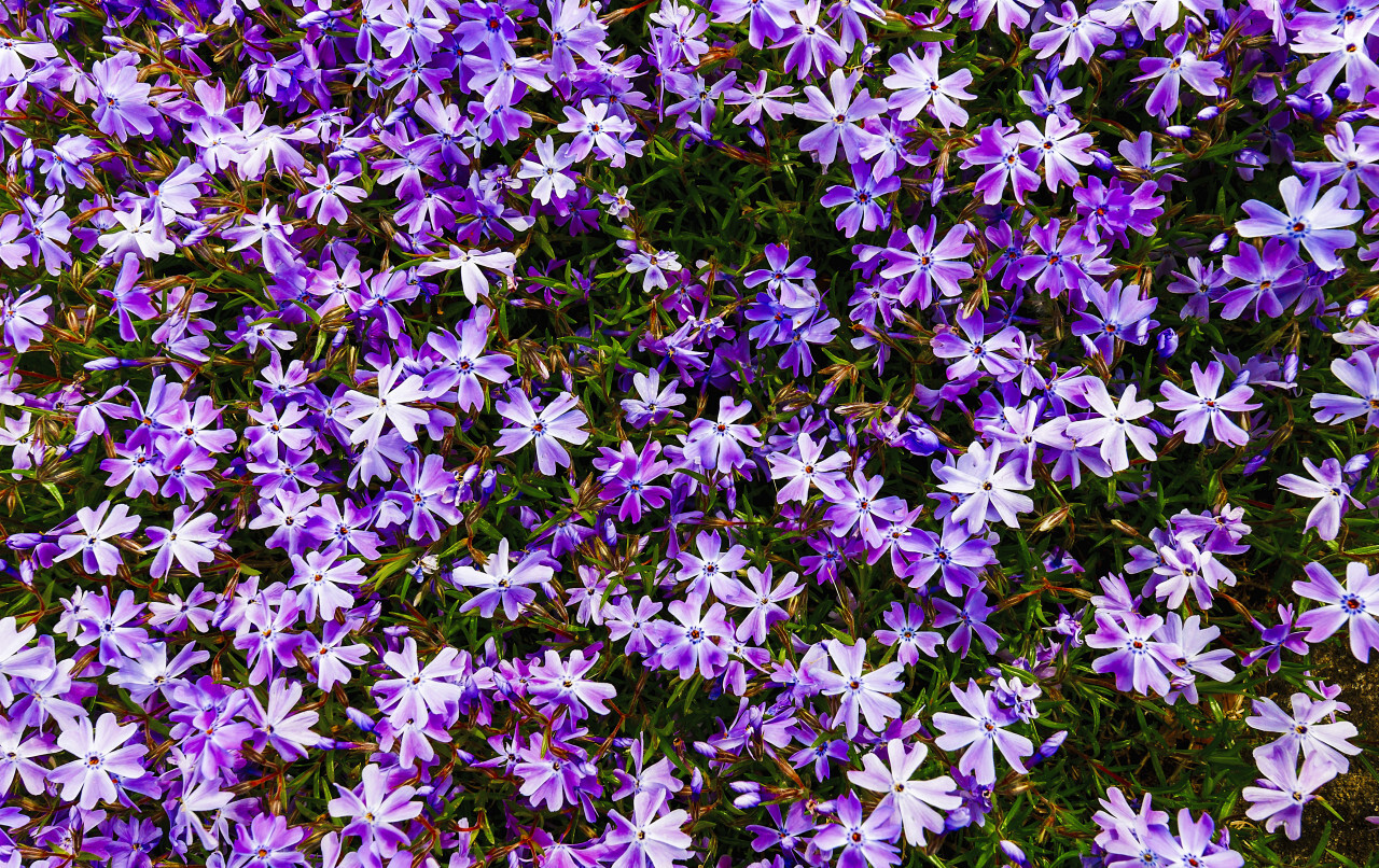 purple sea of flowers