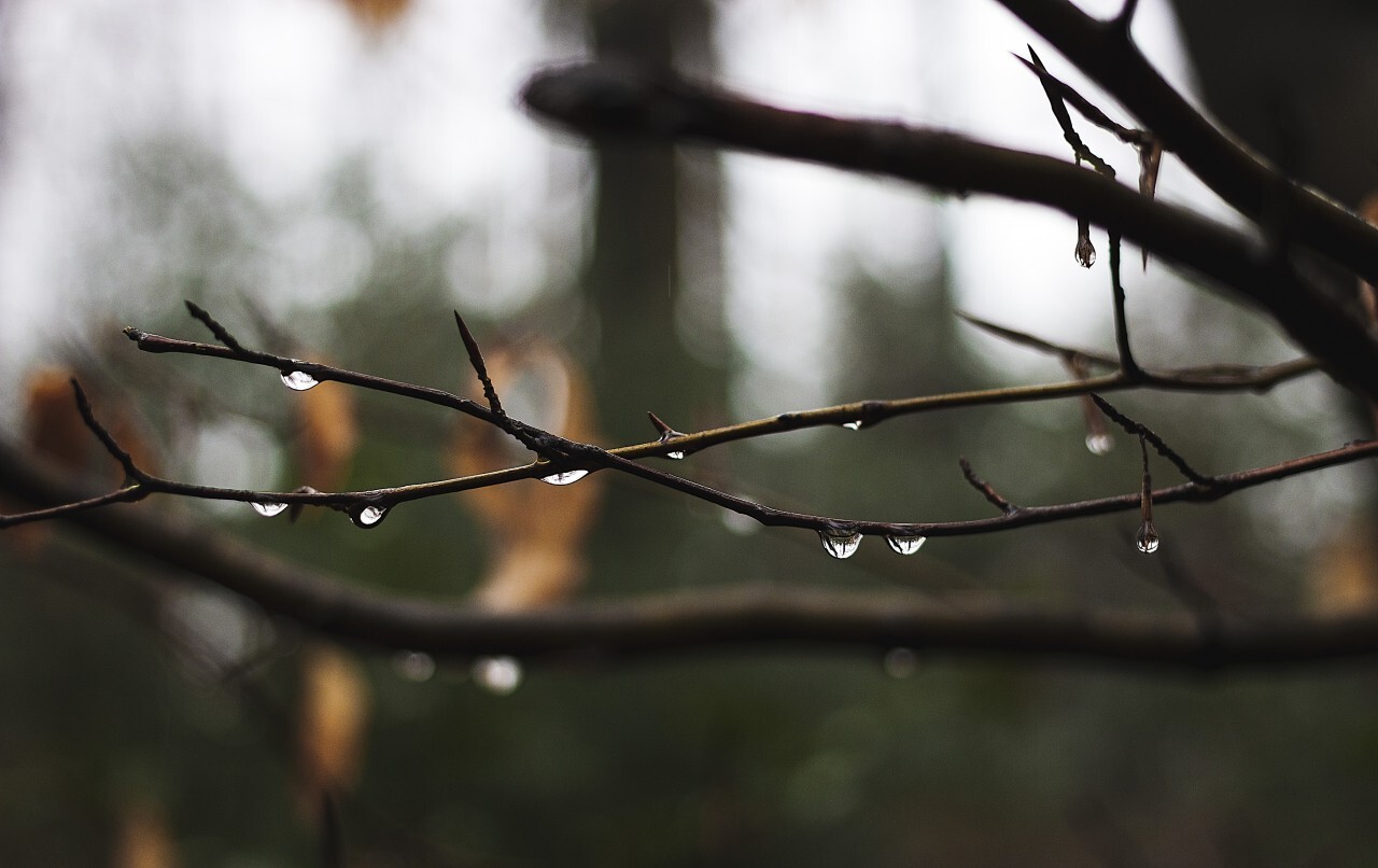 raindrops on branches in a german forest