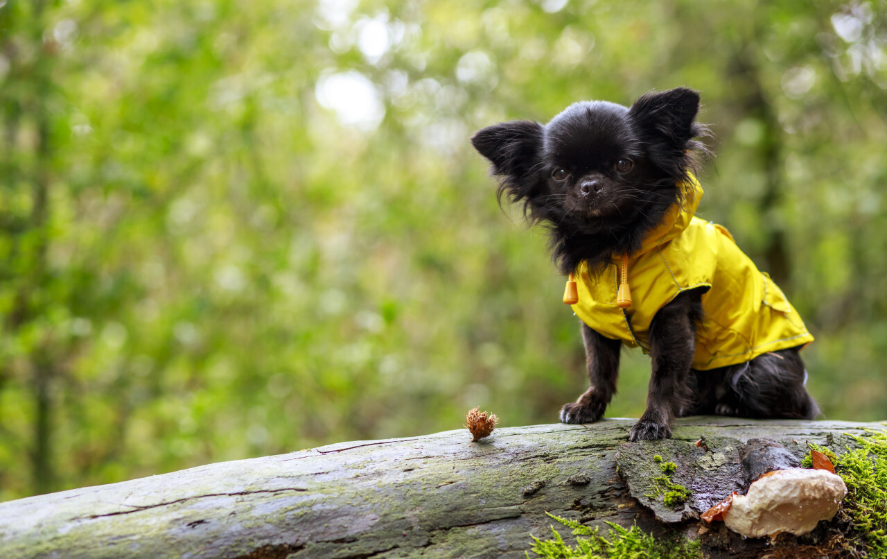 adorable little chihuahua dog wearing a yellow oil jacket in the autumn forest during some rain