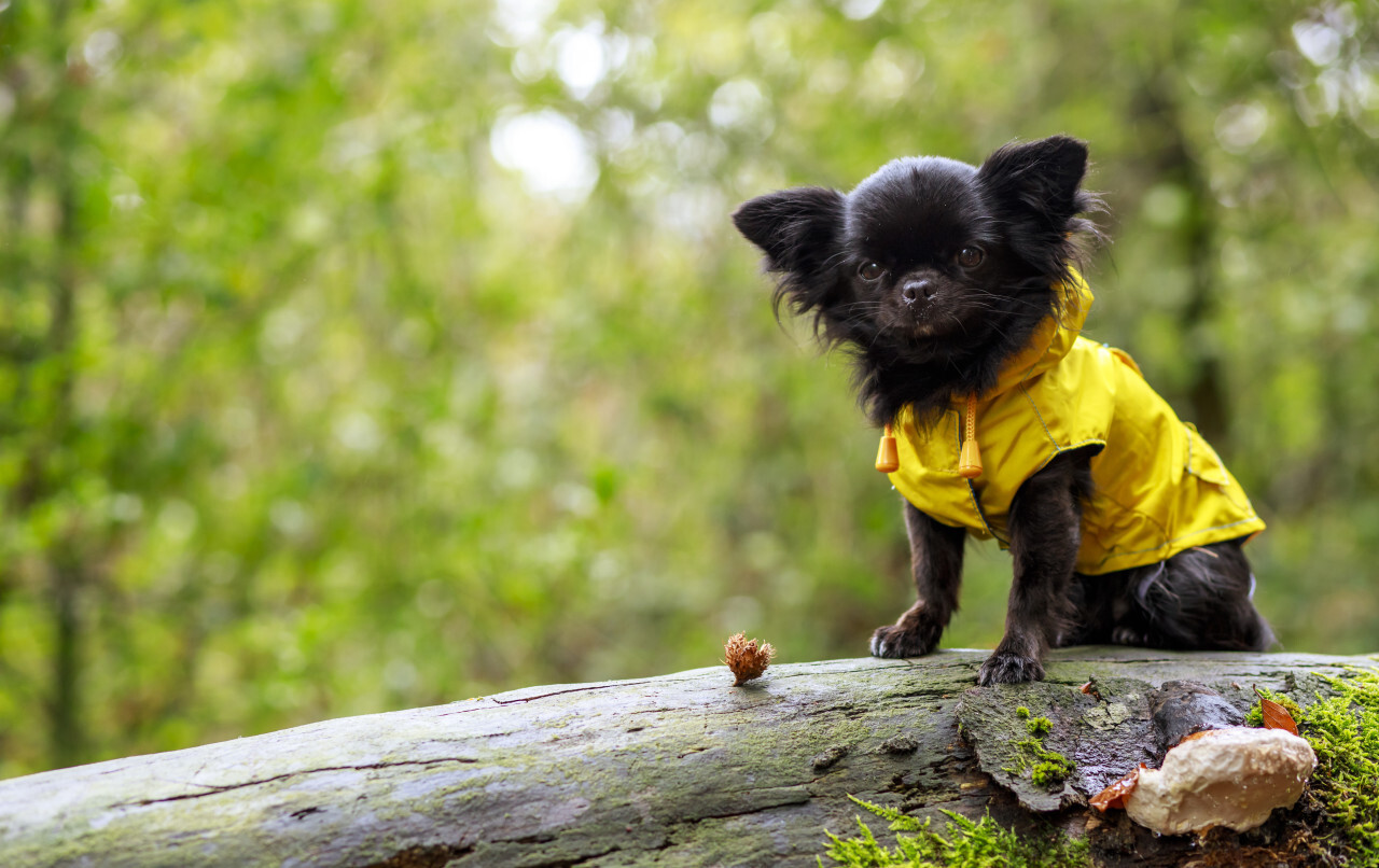 adorable little chihuahua dog wearing a yellow oil jacket in the autumn forest during some rain