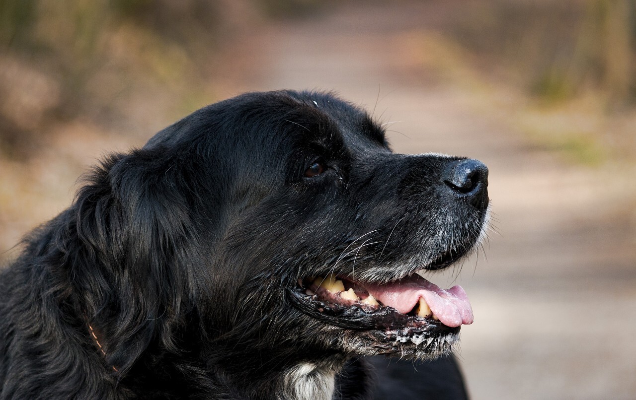 grandpa dog portrait in forest