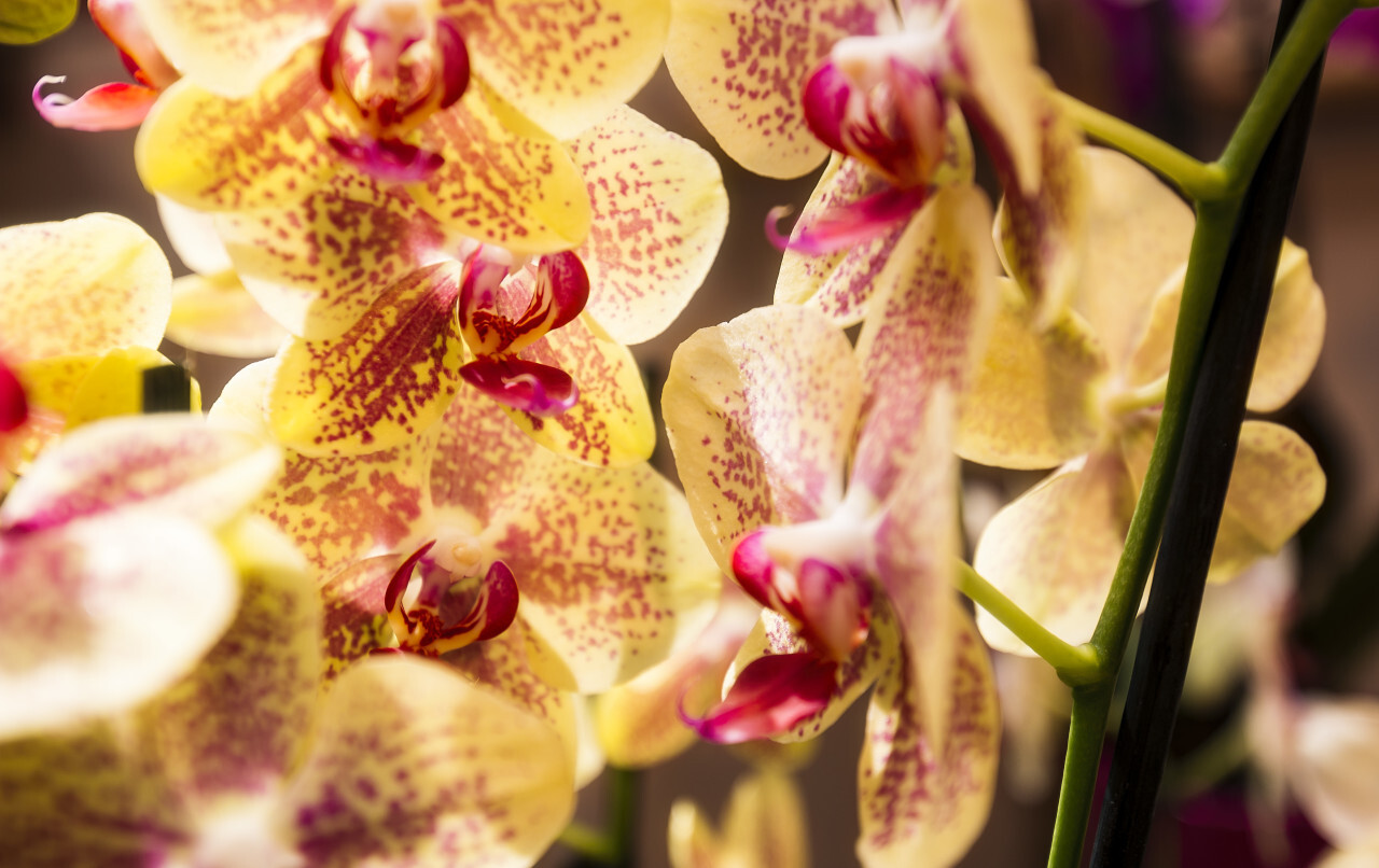 yellow pink orchids