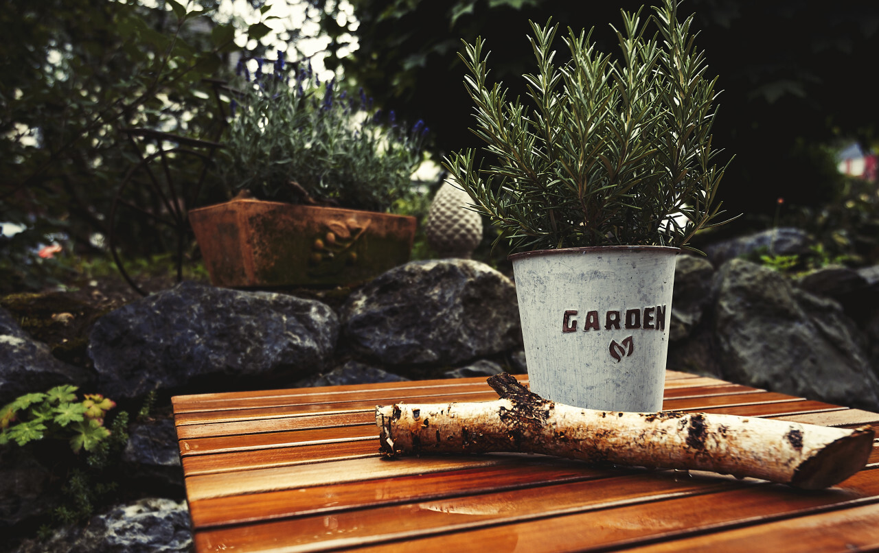 garden herbs on a table after rain