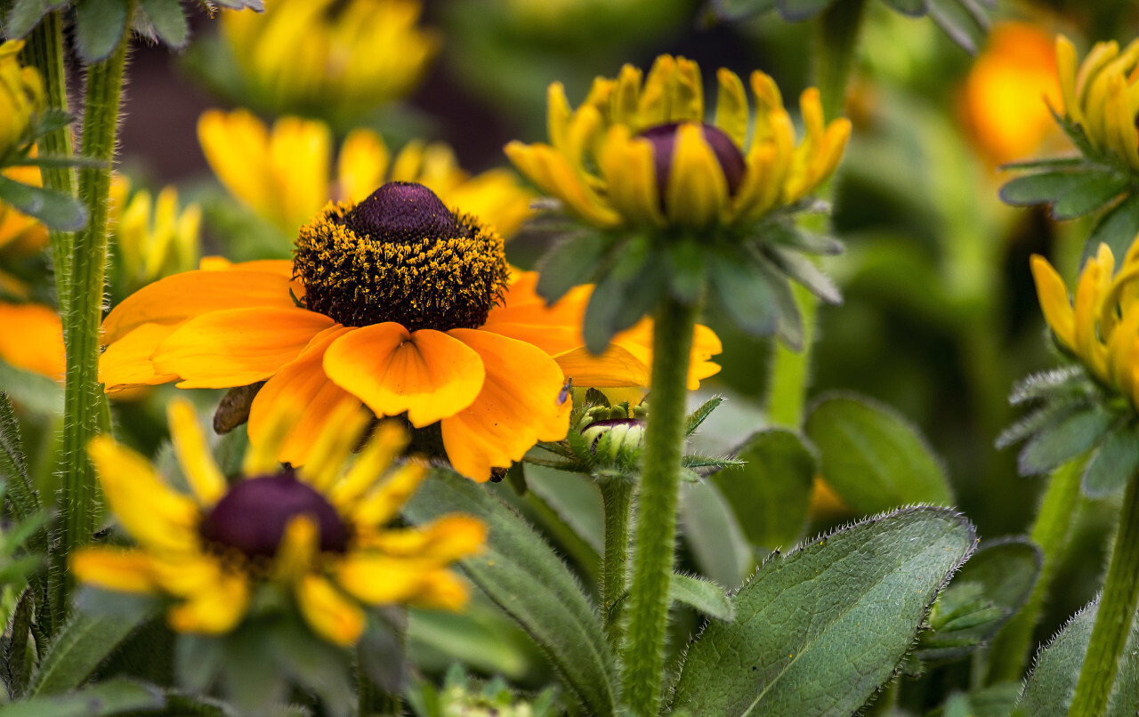 Bright yellow rudbeckia flowers in summer