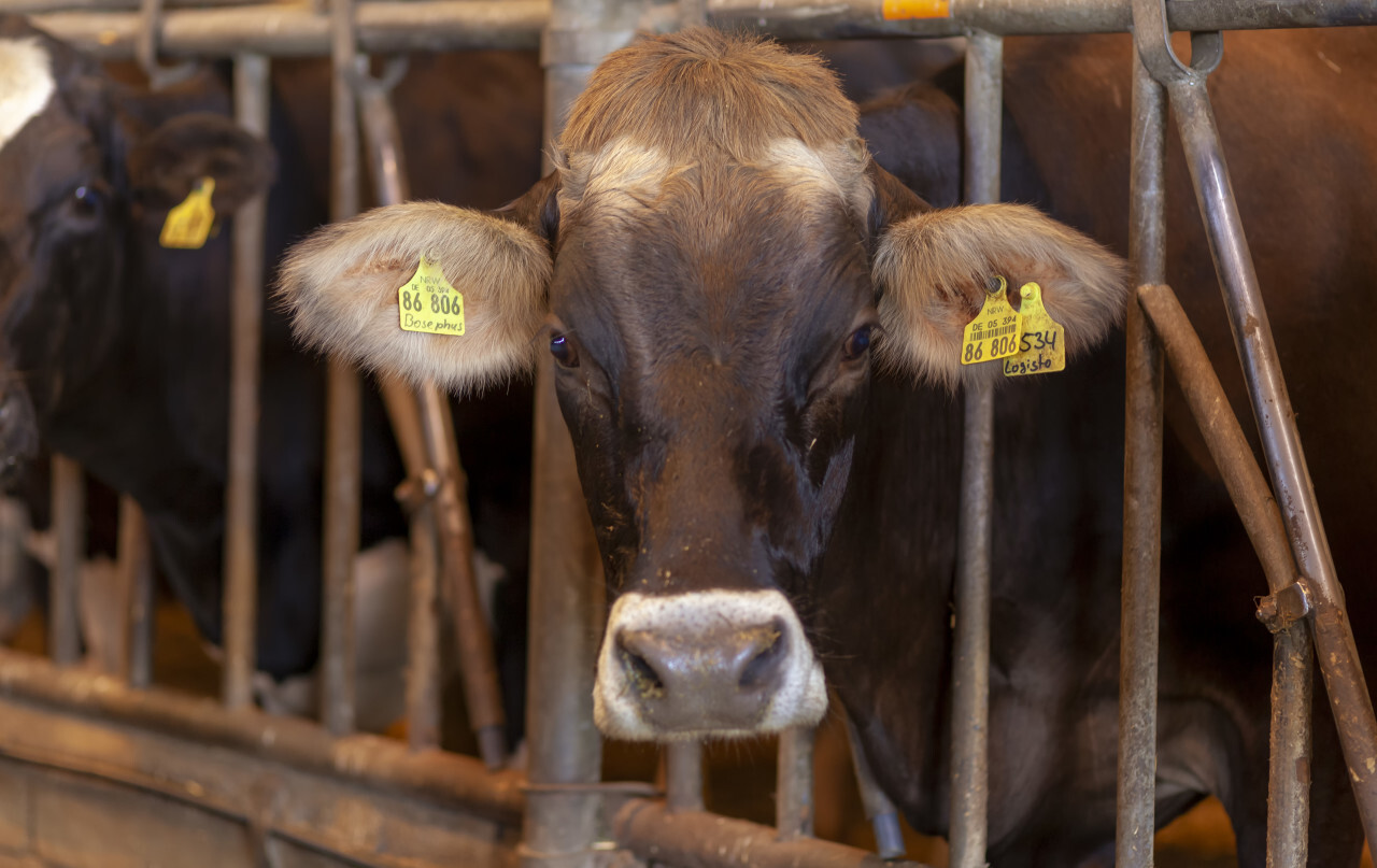 cows on a german farm in a stable