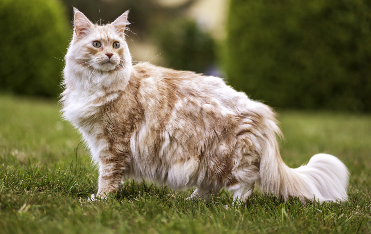 Maine Coon Cat in the garden