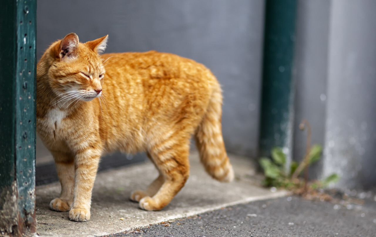 Cute ginger red cat in the urban city