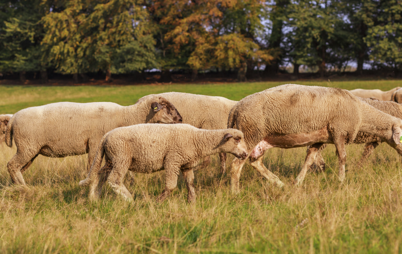 A large flock of sheep is driven from the pastures into the stables