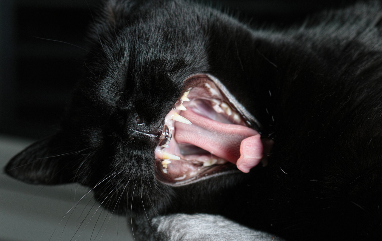 Black cat yawns