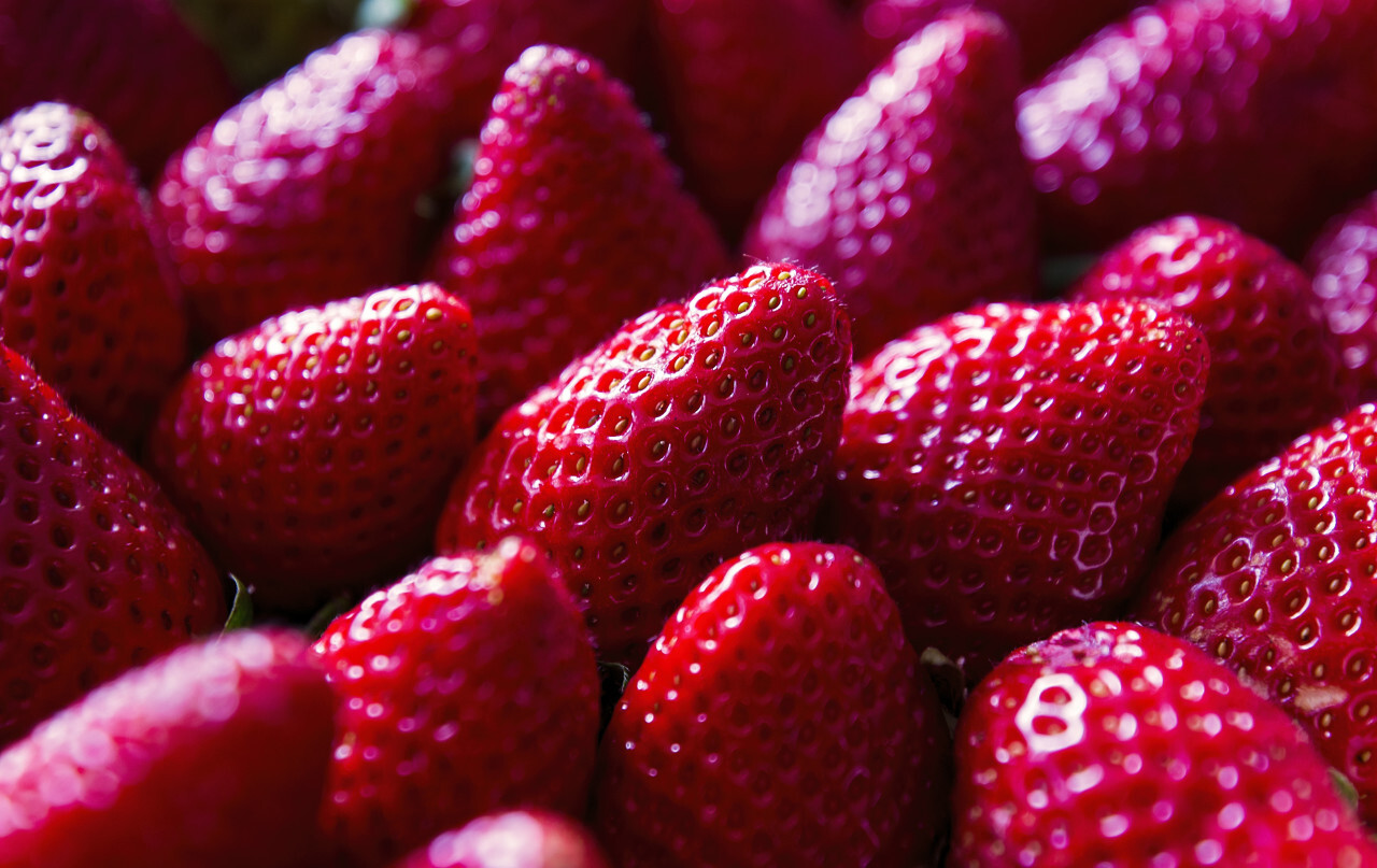 fresh red strawberries without green leaves