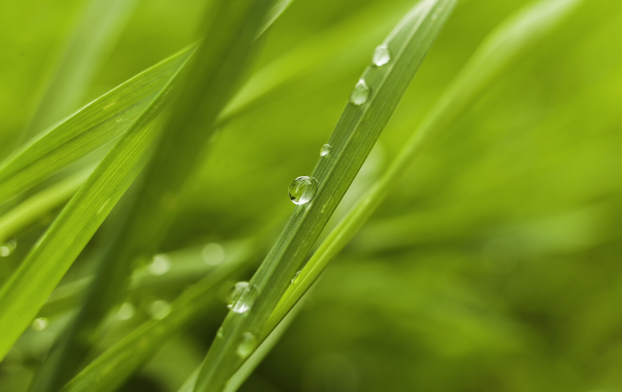 dew drops on grass springtime