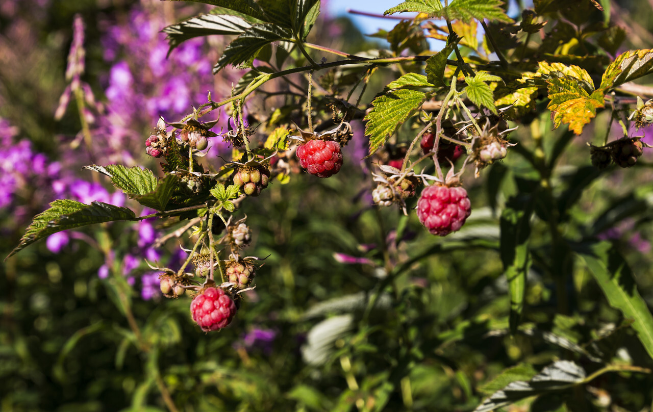 beautiful ripe raspberries