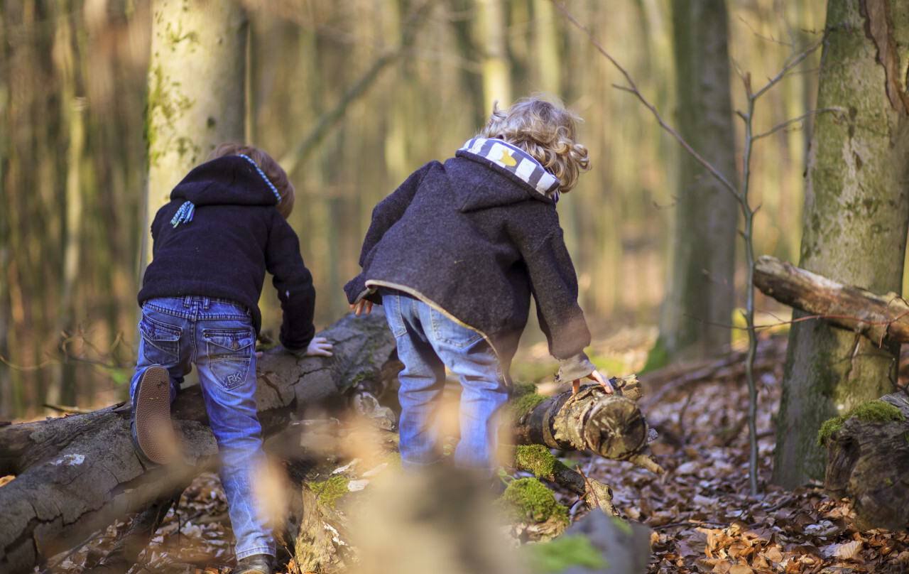 Little brothers hiking in a forest