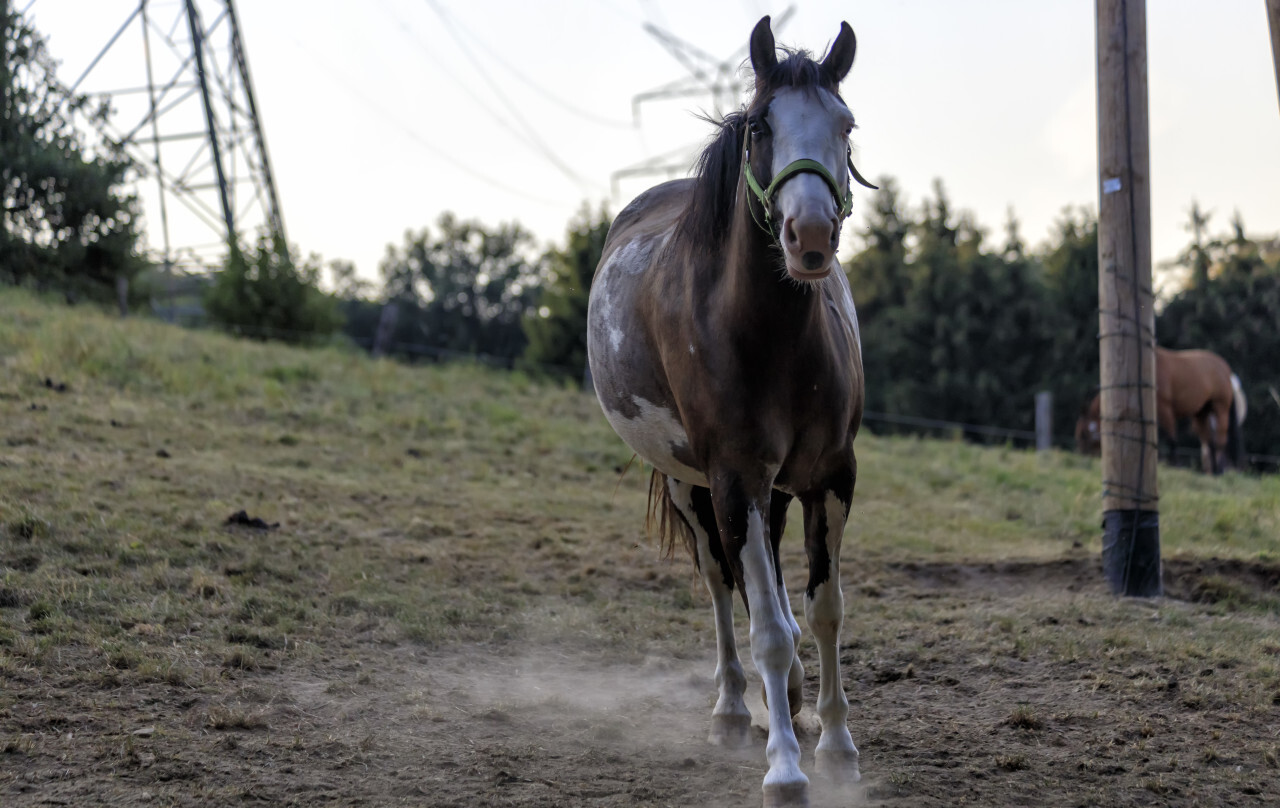 A dark brown horse with a white head stirs up dust