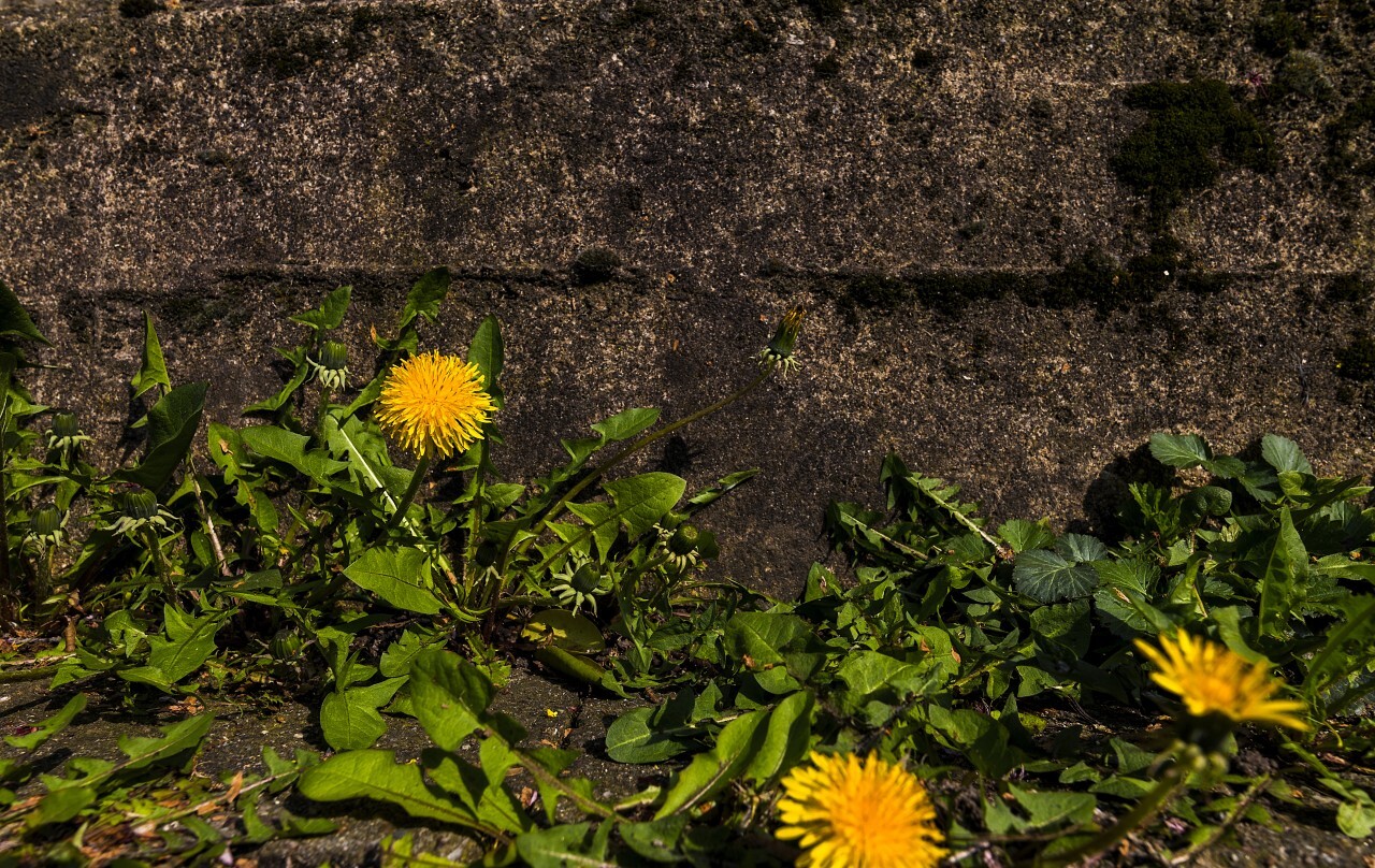 dandelion wallflower