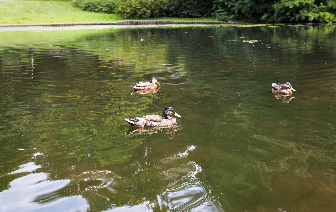 wild duck swims in the lake