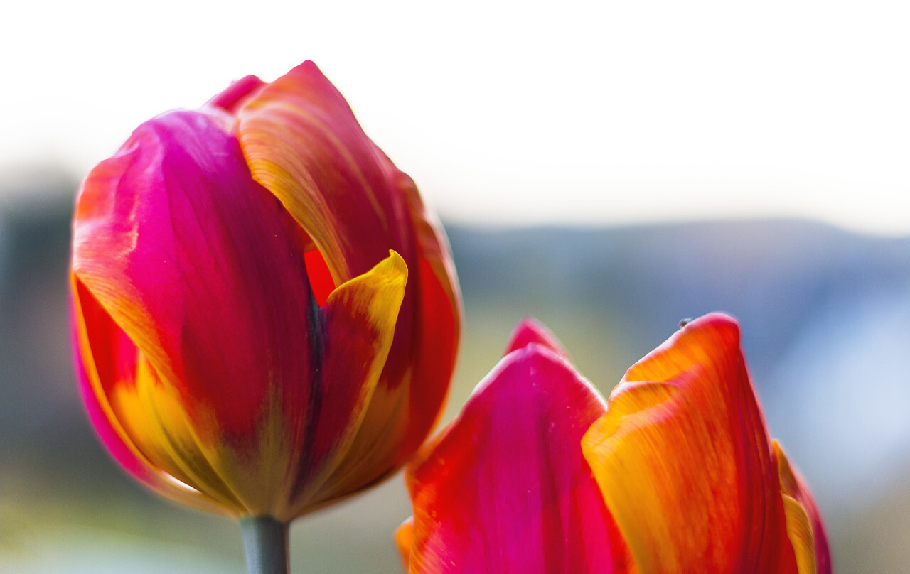 two red orange tulips with pretty bokeh