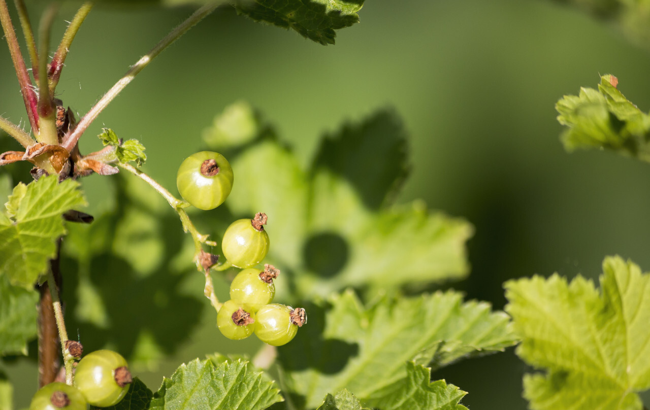 green currants