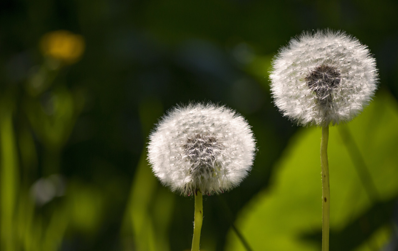 two blowballs green background