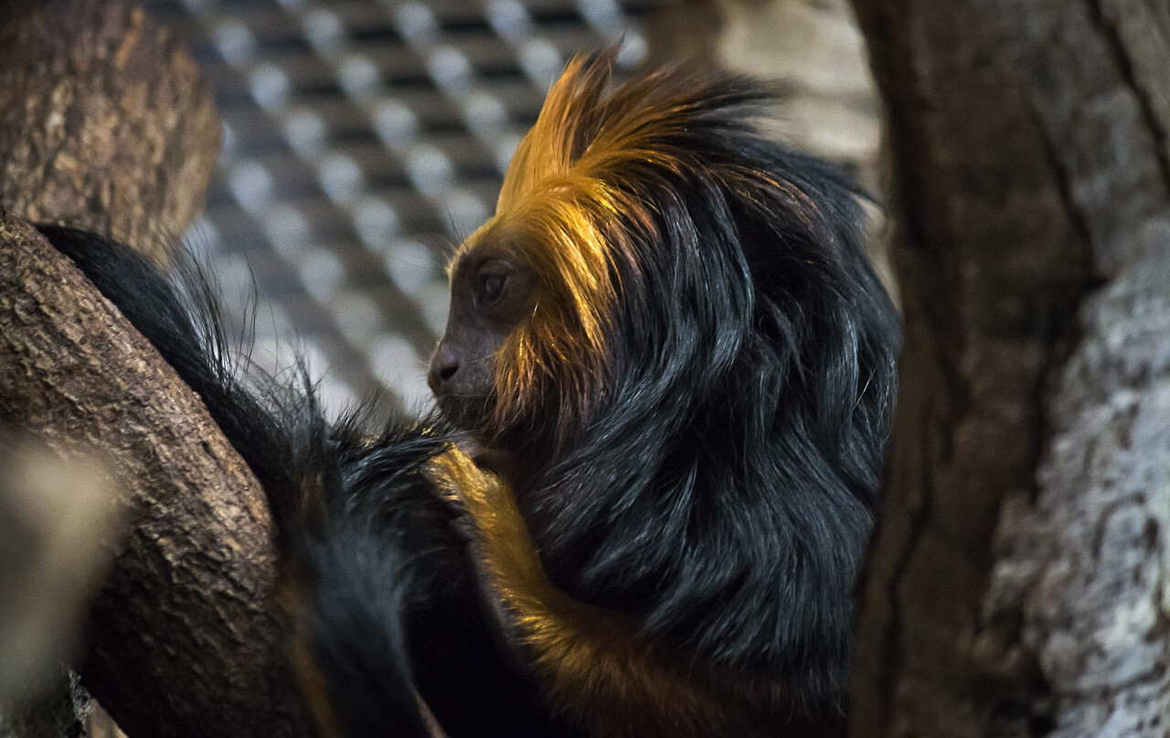 golden headed lion tamarin