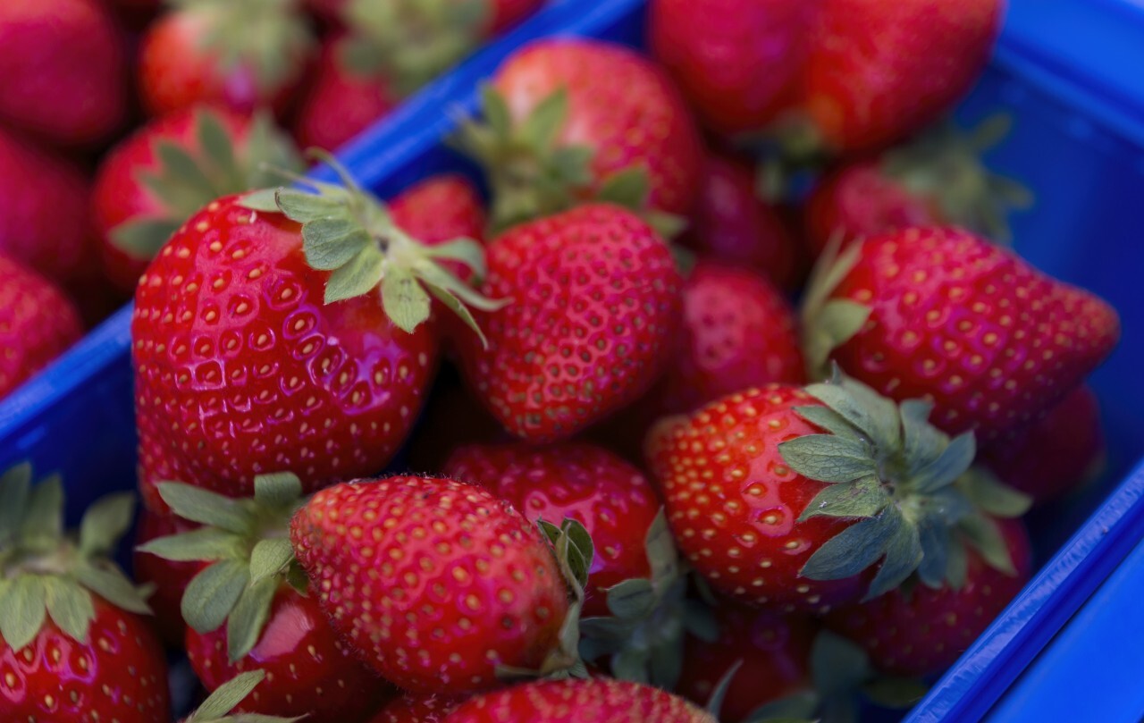 strawberries in blue boxes