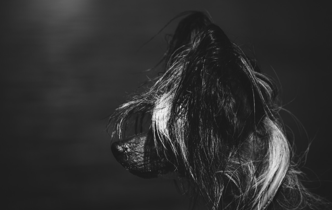 Chinese Crested Dog Breed profile