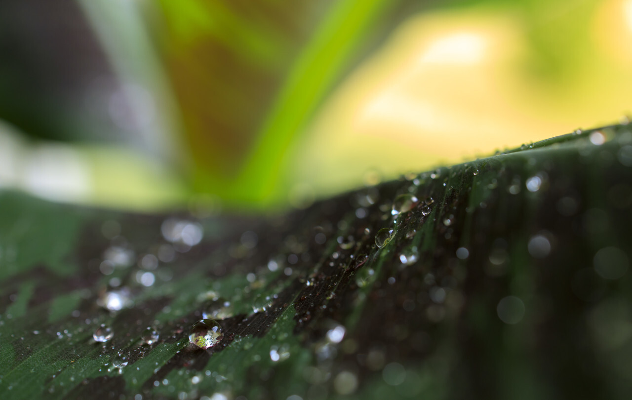 Wet Banana leaf close-up