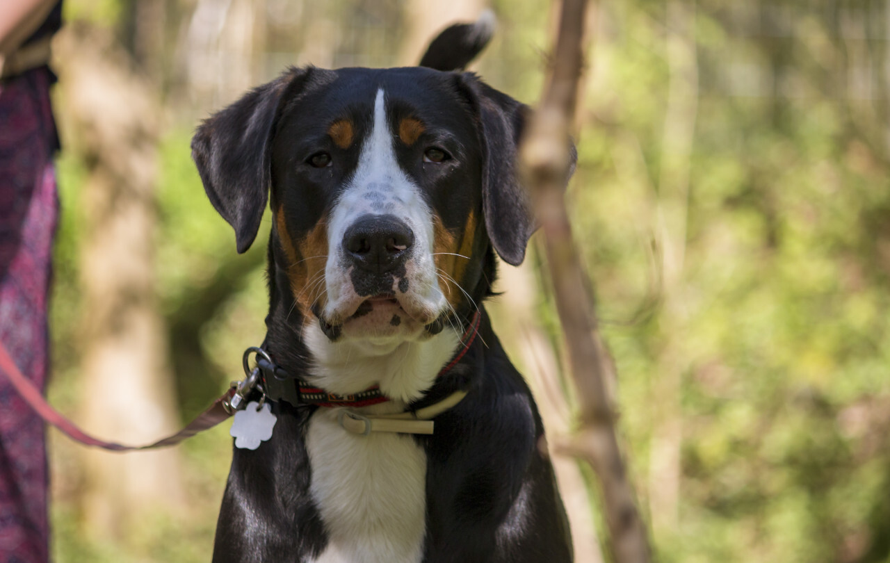 big swiss mountain dog