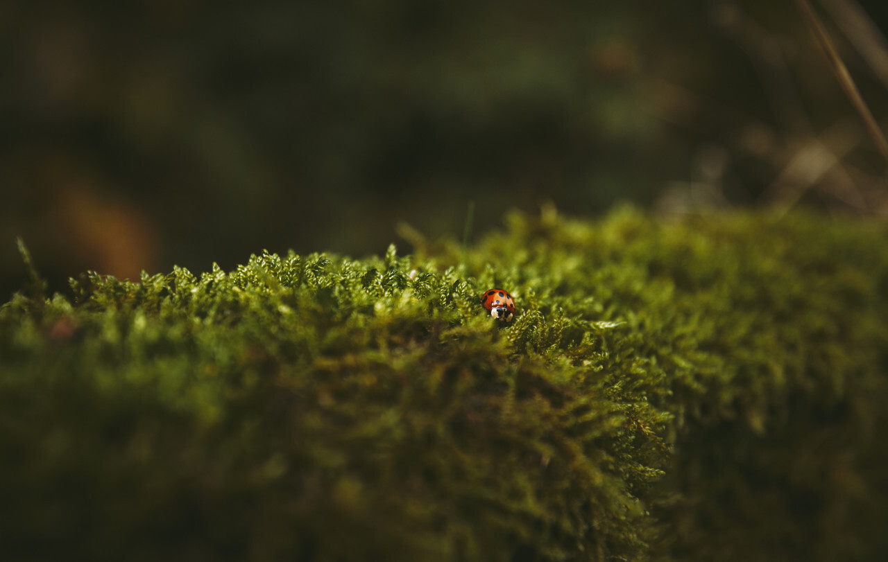 ladybug on moss