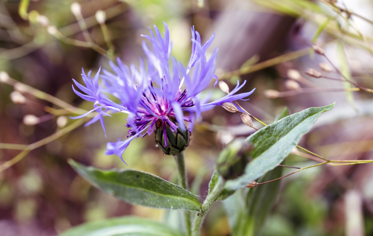 Cornflower closeup