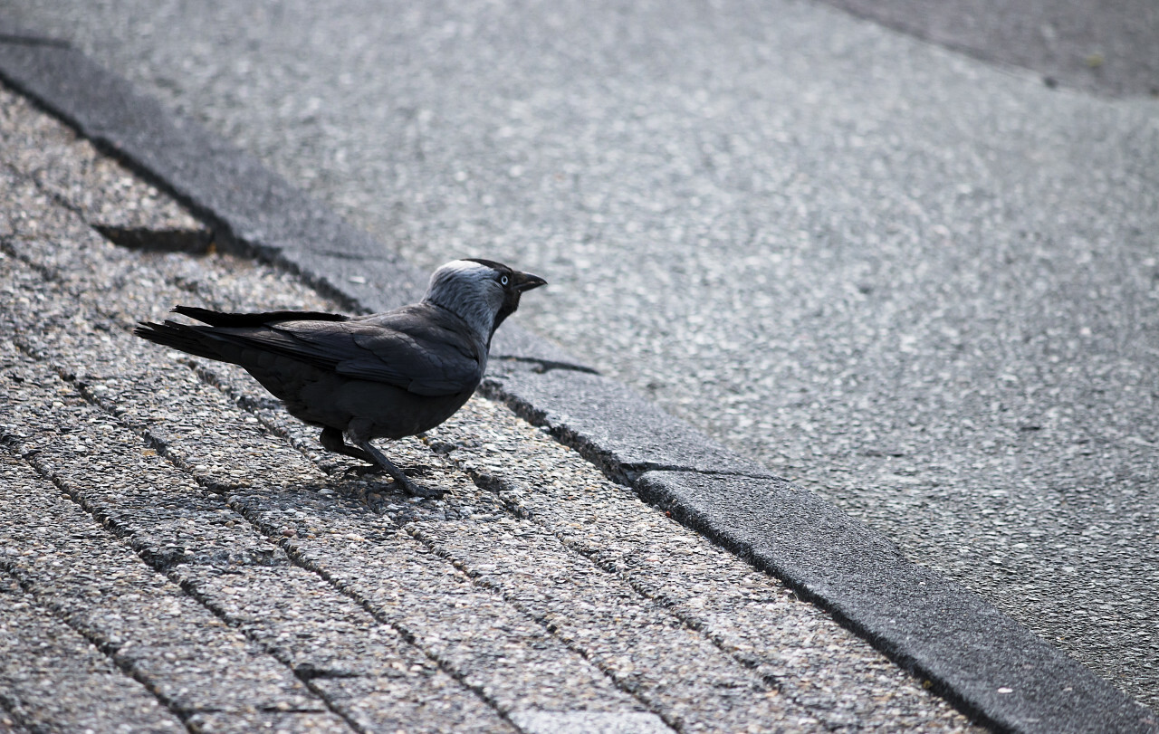 jackdaw on sidewalk