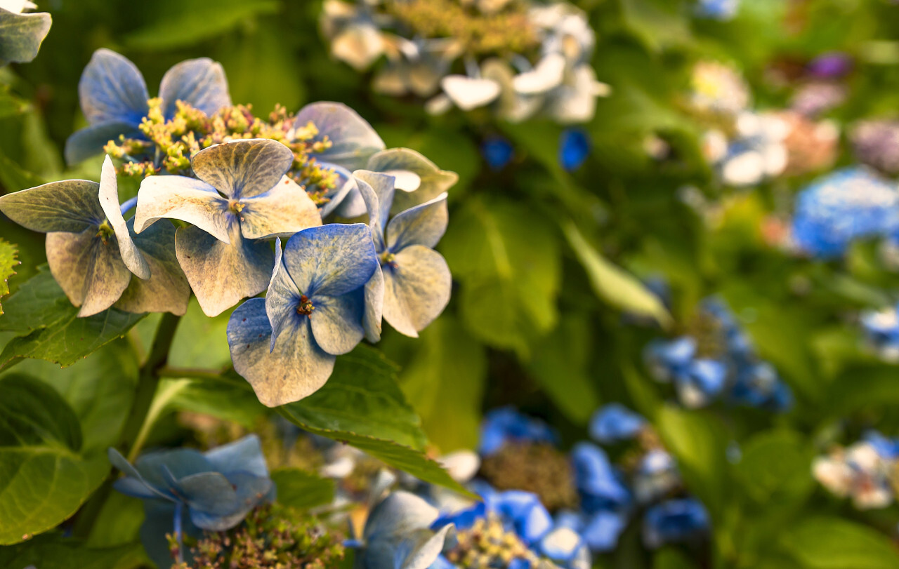 blue hydrangea or hortensia in the summer