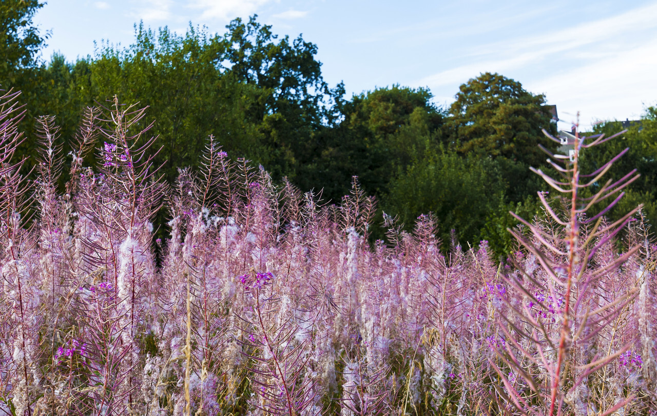 fireweed pollen